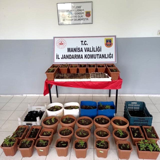 Akselendi Mahallesinde 161 kök kenevir ele geçirildi.